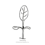 Spring and Summer Forget-Me-Not Seeds