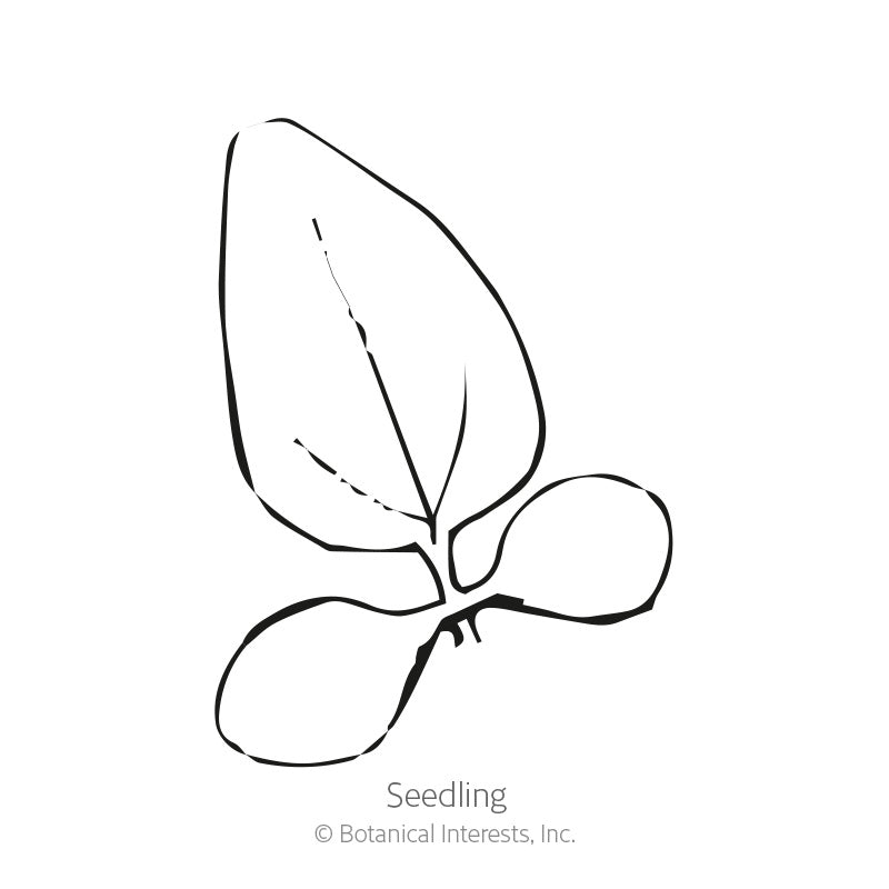 Paradiso Dwarf Blend Echinacea Seeds