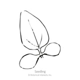 White Swan Echinacea Seeds