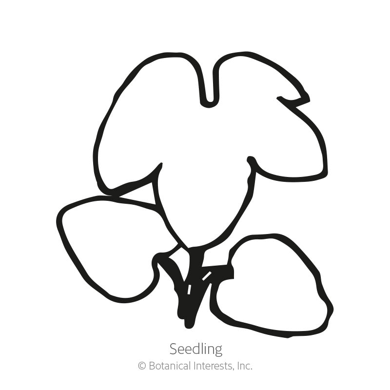 Butterfly Blend Delphinium Seeds