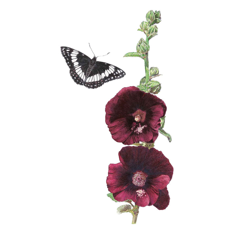 The Watchman Hollyhock Seeds