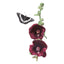 The Watchman Hollyhock Seeds