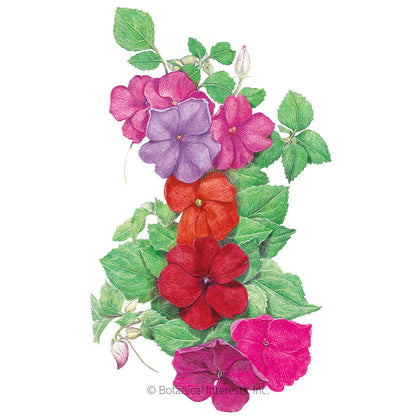 Midnight Blend Impatiens Seeds Product Image