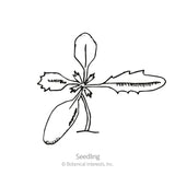 Crackerjack African Marigold Seeds