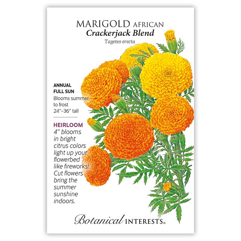 marigold crackerjack seeds Crackerjack African Marigold Organic Seeds