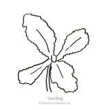 Peony Double Blend Poppy Seeds