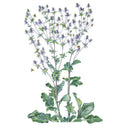 Steel Blue Sea Holly Seeds