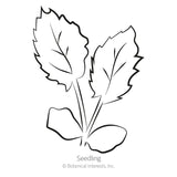 Steel Blue Sea Holly Seeds