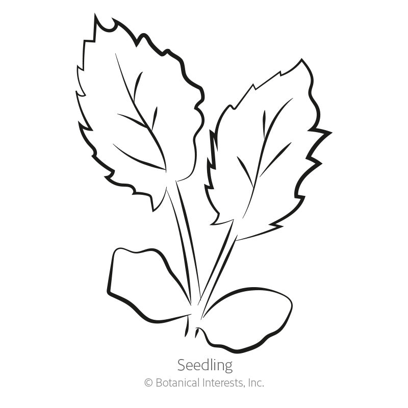 Steel Blue Sea Holly Seeds