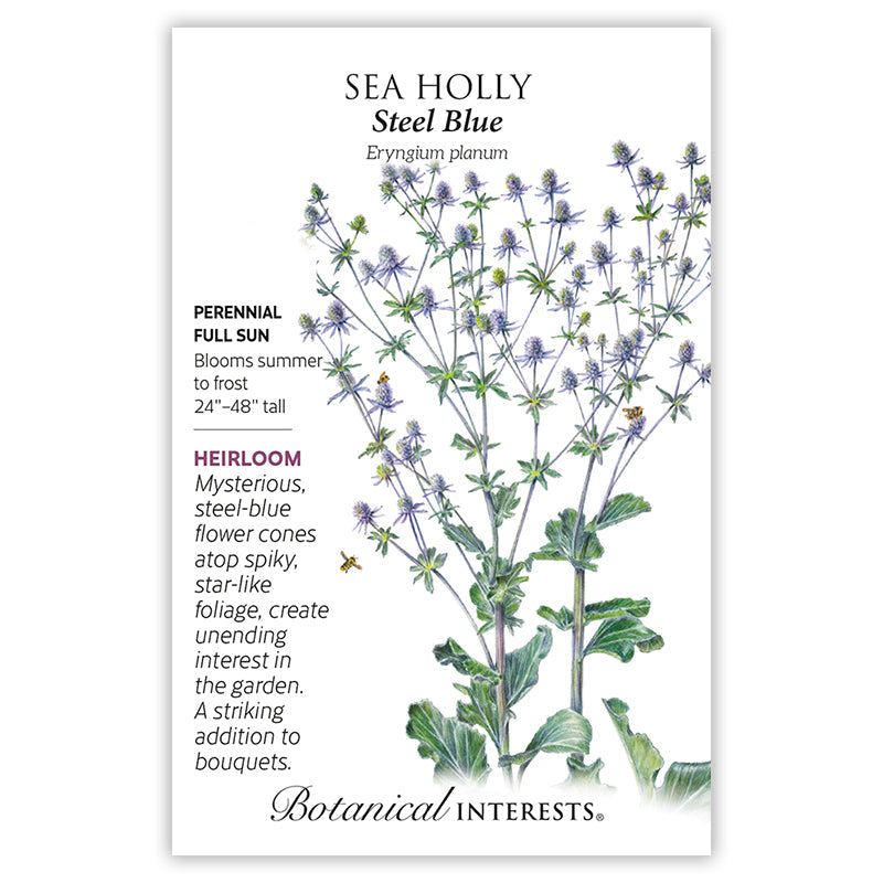 Steel Blue Sea Holly Seeds Product Image