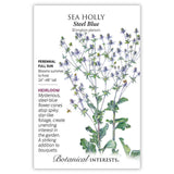 holly flower seed Steel Blue Sea Holly Seeds – Epic Gardening