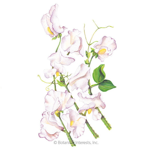 High Scent Sweet Pea Seeds Product Image