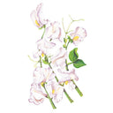 High Scent Sweet Pea Seeds