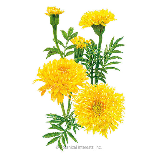 Phyllis African Marigold Seeds Product Image