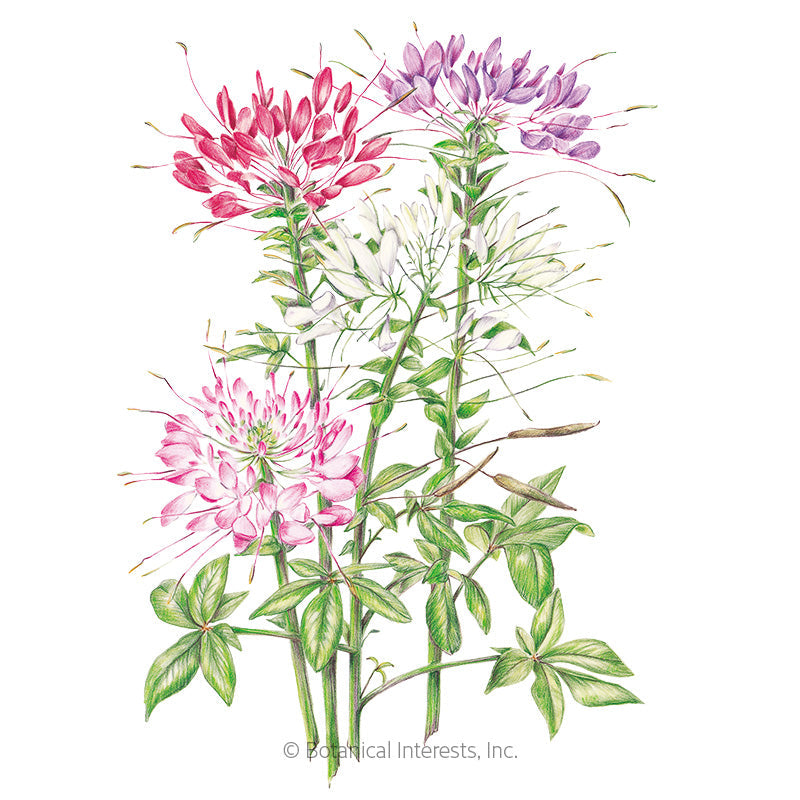 Fountain Blend Cleome (Spider Flower) Seeds Product Image