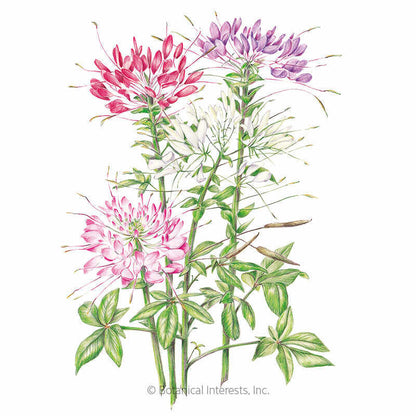 Fountain Blend Cleome (Spider Flower) Seeds