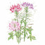 Fountain Blend Cleome (Spider Flower) Seeds