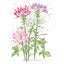 Fountain Blend Cleome (Spider Flower) Seeds