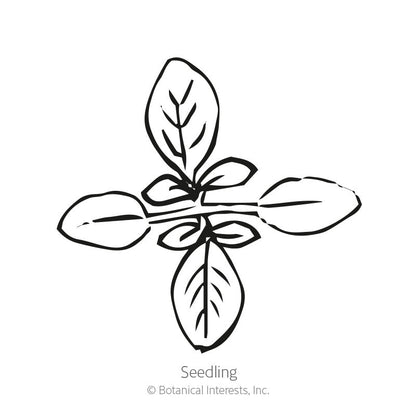 Fountain Blend Cleome (Spider Flower) Seeds