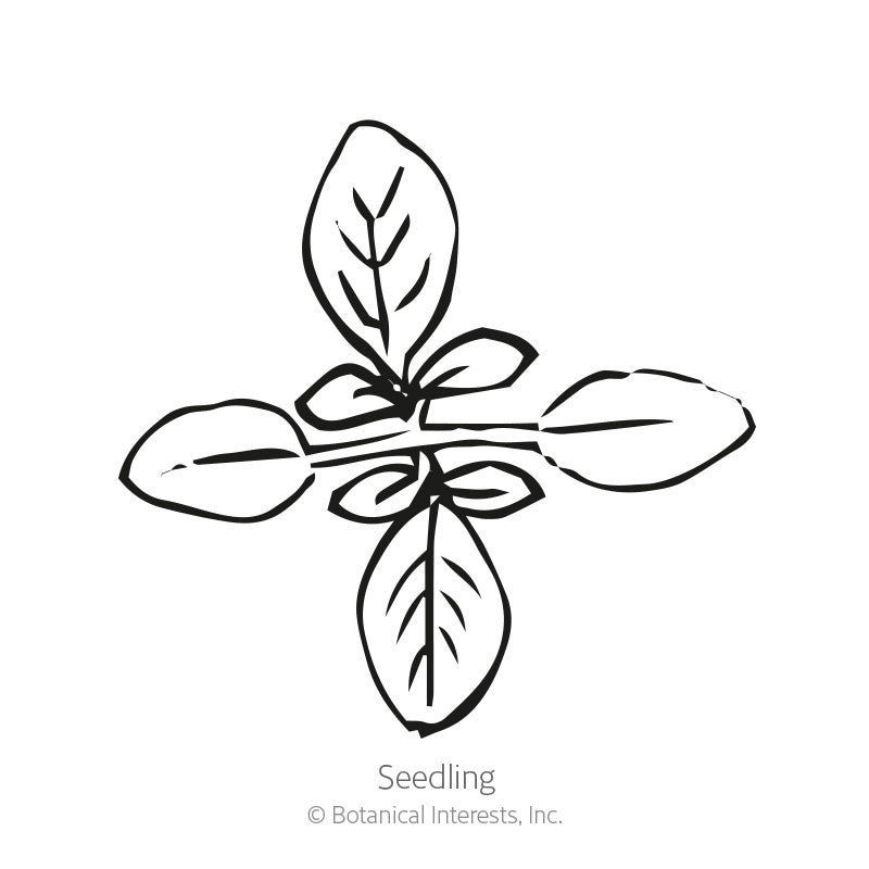 Fountain Blend Cleome (Spider Flower) Seeds