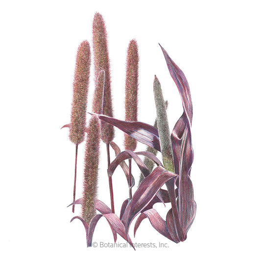 Purple Majesty Ornamental Millet Seeds Product Image