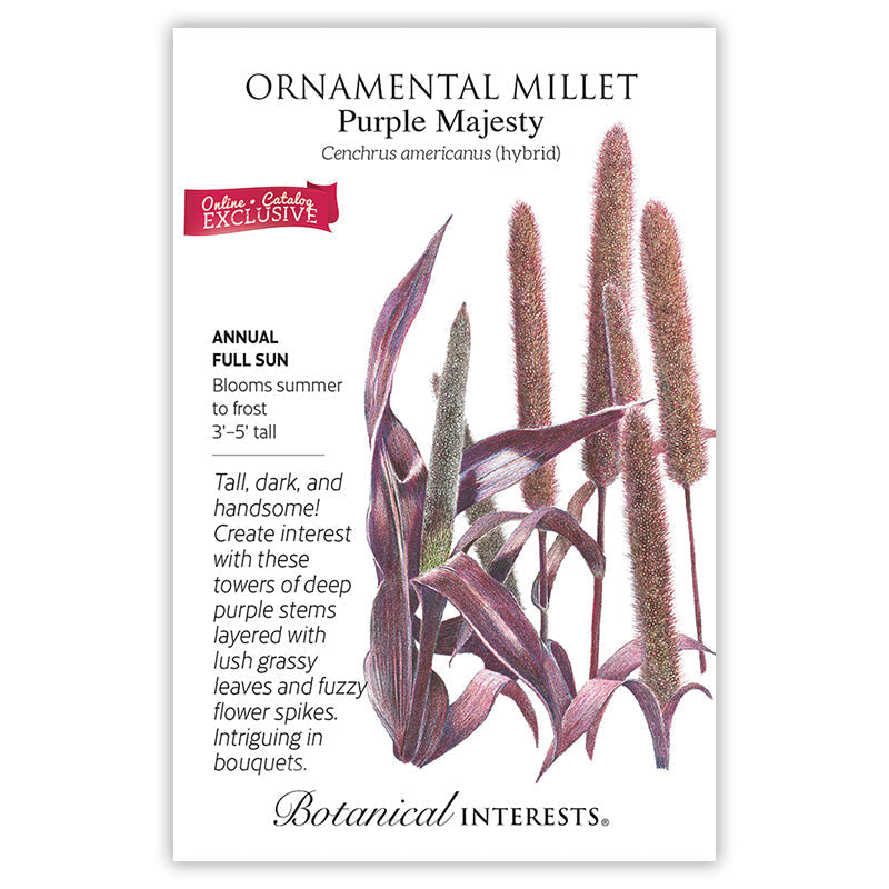 Purple Majesty Ornamental Millet Seeds