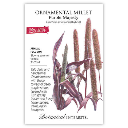 Purple Majesty Ornamental Millet Seeds