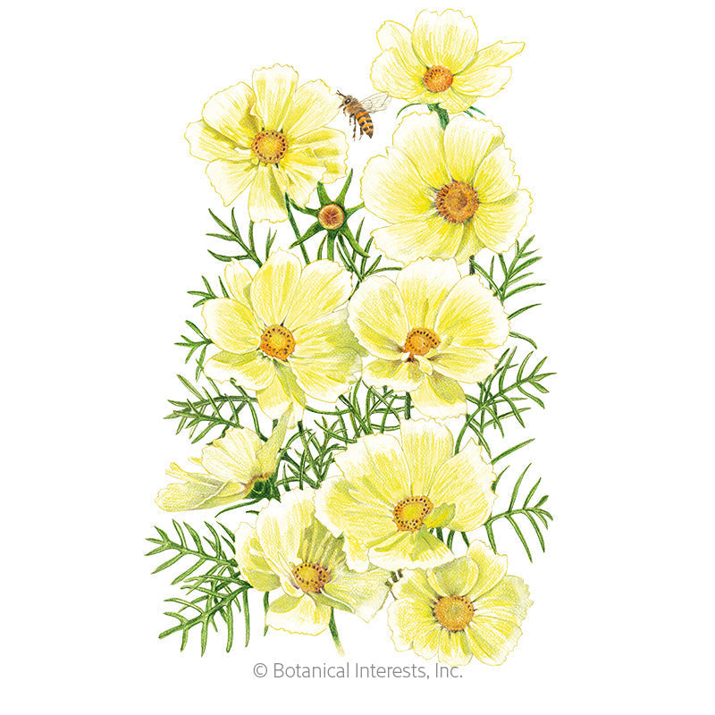 Xanthos Cosmos Seeds Product Image