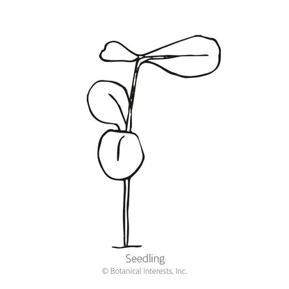 Scarlet Flax Heirloom Seeds