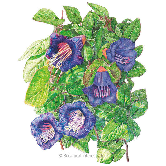 Blue Cathedral Bells Cup and Saucer Vine Seeds Product Image