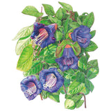 cup and saucer plant seeds Blue Cathedral Bells Cup and Saucer Vine Seeds – Epic Gardening
