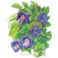 Blue Cathedral Bells Cup and Saucer Vine Seeds