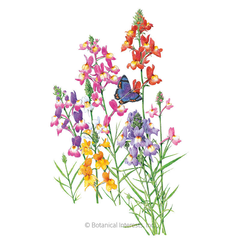 Fairy Bouquet Linaria Seeds – Epic Gardening