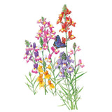 Fairy Bouquet Linaria Seeds