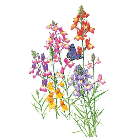 Fairy Bouquet Linaria Seeds