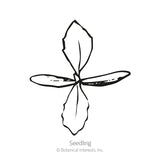 Fairy Bouquet Linaria Seeds