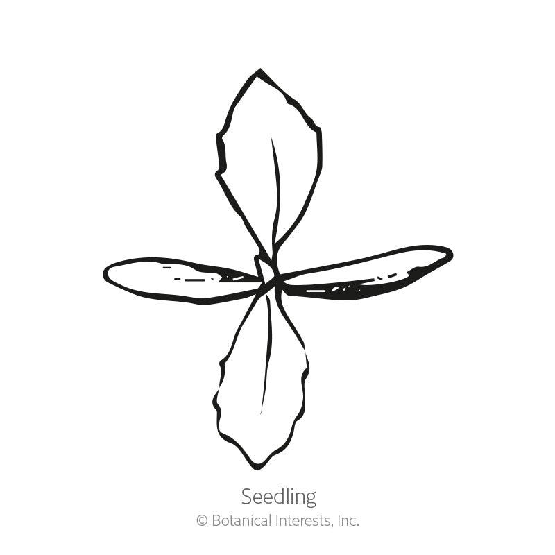 Fairy Bouquet Linaria Seeds