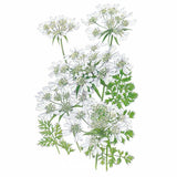 White Lace Orlaya Seeds