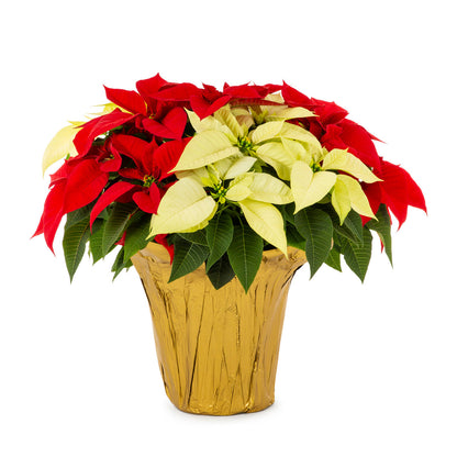 Red/White Holiday Poinsettia (Large)