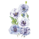 Amazing Grey Corn Poppy Seeds