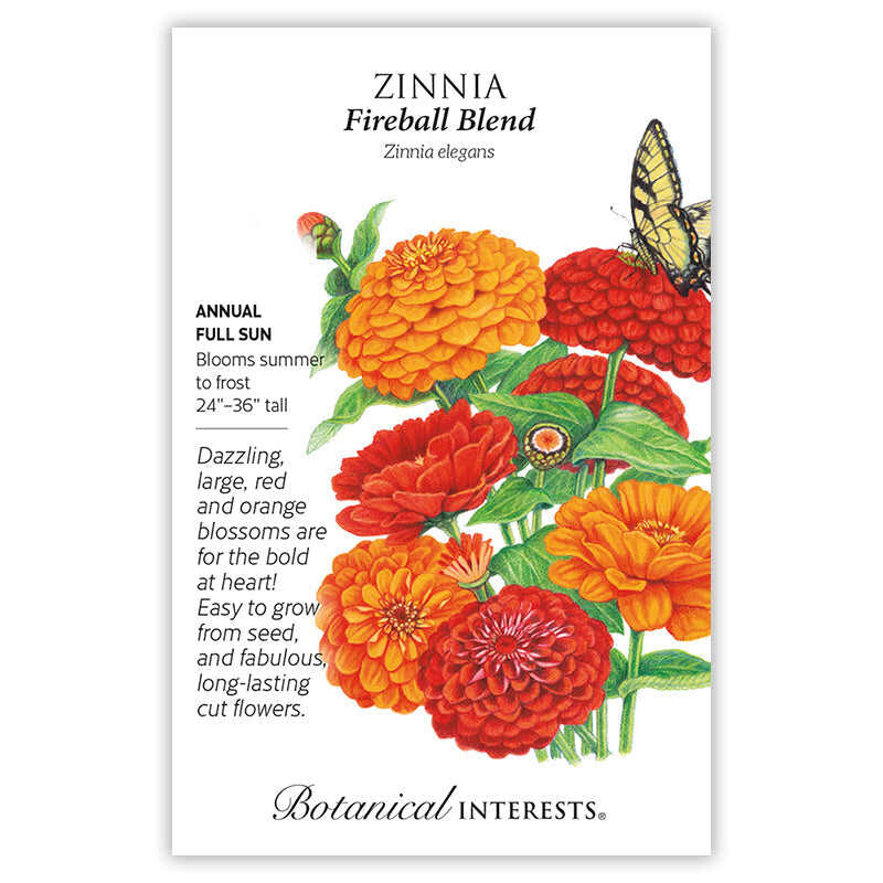zinnia flower seed Fireball Blend Zinnia Seeds