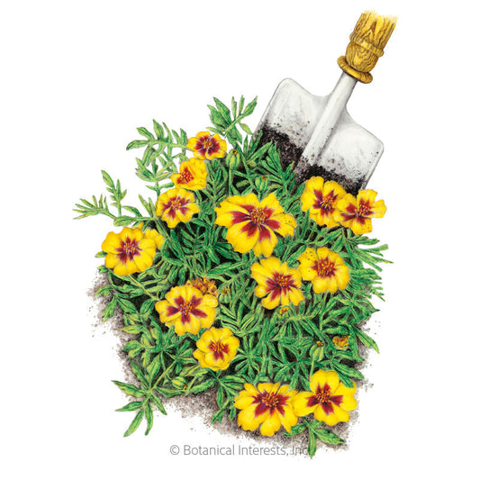 Naughty Marietta French Marigold Seeds Product Image