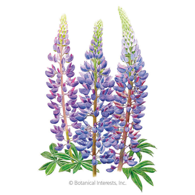 Sundial Lupine Bluebonnet Seeds