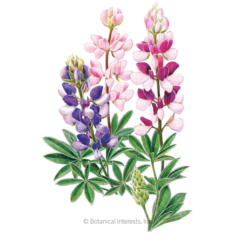 Pixie Delight Lupine Seeds Product Image
