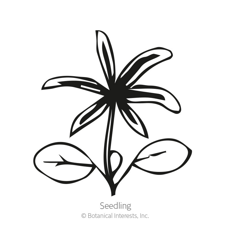 Pixie Delight Lupine Seeds