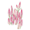 Flamingo Celosia Seeds