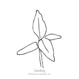 Flamingo Celosia Seeds