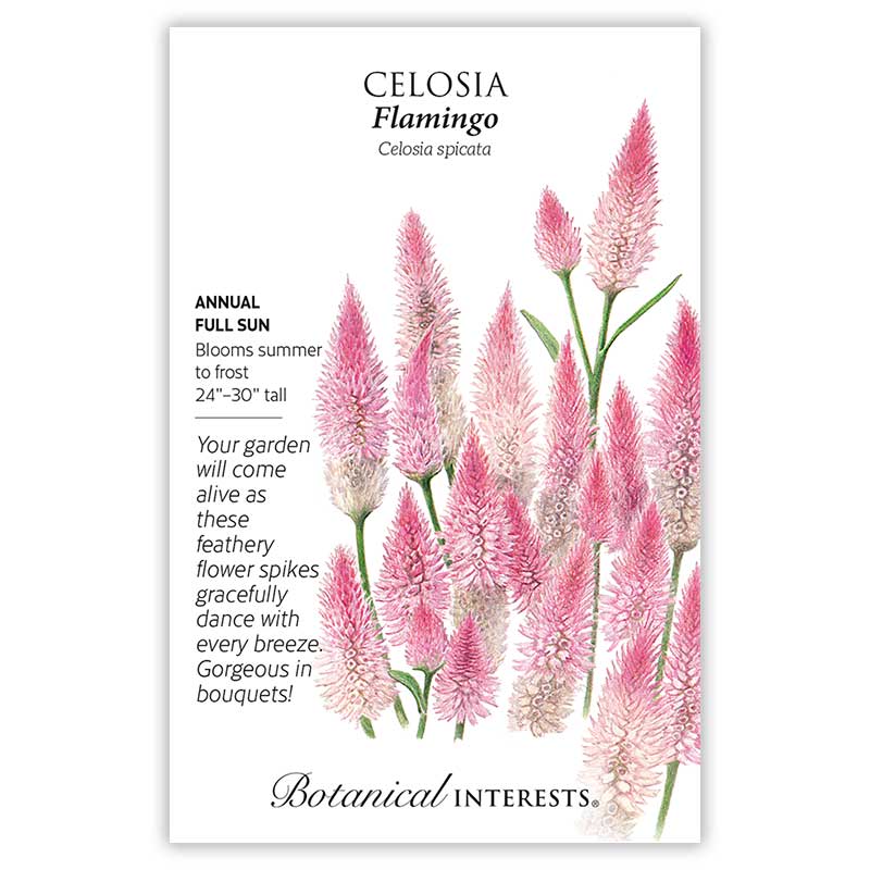 flamingo flower seeds Flamingo Celosia Seeds