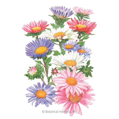 China Aster Blend Aster Seeds