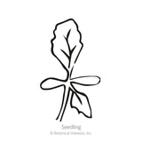 China Aster Blend Aster Seeds